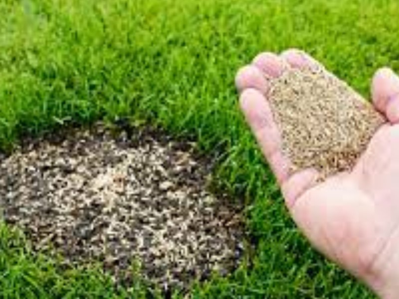 Grass seeds you choose for your lawn